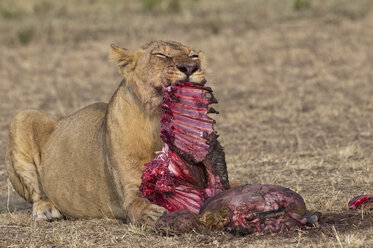 Afrika, Kenia, Maasai Mara National Reserve, Weiblicher Löwe, Panthera leo, frisst ein Streifengnu - CB000211