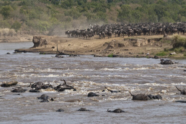 Africa, Kenya, Maasai Mara National Reserve, Common Wildebeests, Connochaetes taurinus, during migration, wildebeests crossing the Mara River, many dead wildebeest at front - CB000212