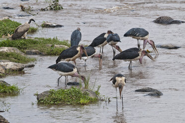 Afrika, Kenia, Maasai Mara National Reserve, Marabu-Störche, Leptoptilos crumeniferus, fressen am Kadaver eines Gnus, Connochaetes taurinus, das im Mara-Fluss treibt - CB000213