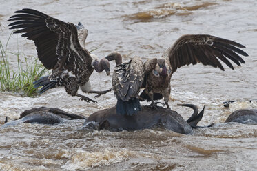 Afrika, Kenia, Maasai Mara National Reserve,Rueppell's Geier Gyps rueppellii, frisst am Kadaver eines Gnus, Connochaetes taurinus, das im Mara-Fluss treibt - CB000214