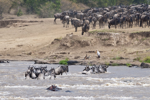 Afrika, Kenia, Maasai Mara National Reserve, Gnus, Connochaetes taurinus, während der Migration, Gnus beim Überqueren des Mara-Flusses, lizenzfreies Stockfoto