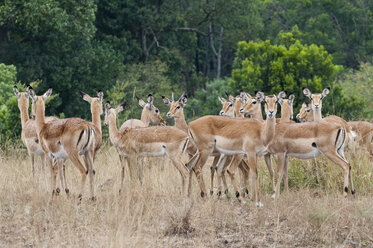 Afrika, Kenia, Maasai Mara National Reserve, Impala-Antilopen, Aepyceros melampus - CB000216