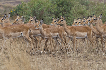 Afrika, Kenia, Maasai Mara National Reserve, Impala-Antilopen, Aepyceros melampus - CB000217