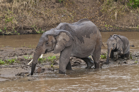 Afrika, Kenia, Maasai Mara National Reserve, Afrikanische Buschelefanten, Loxodonta africana, erwachsenes Weibchen mit Jungtier bei der Überquerung des Mara-Flusses, lizenzfreies Stockfoto