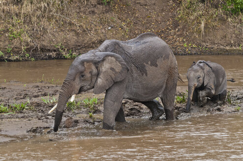 Afrika, Kenia, Maasai Mara National Reserve, Afrikanische Buschelefanten, Loxodonta africana, erwachsenes Weibchen mit Jungtier bei der Überquerung des Mara-Flusses - CB000218