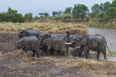 Africa, Kenya, Maasai Mara National Reserve, African Bush Elephants, Loxodonta africana, with young animals crossing the Mara River - CB000219