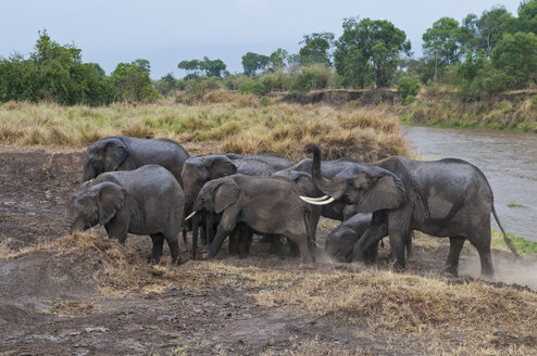 Afrika, Kenia, Maasai Mara National Reserve, Afrikanische Buschelefanten, Loxodonta africana, mit Jungtieren beim Überqueren des Mara-Flusses - CB000219