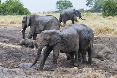 Afrika, Kenia, Maasai Mara National Reserve, Afrikanische Elefanten, Loxodonta africana, Herde beim Schlammbaden - CB000220