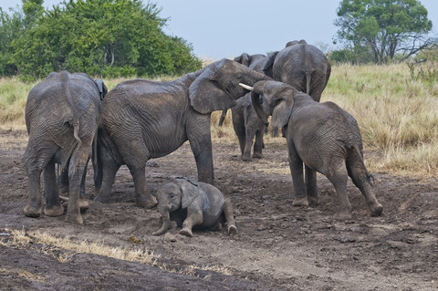 Afrika, Kenia, Maasai Mara National Reserve, Afrikanische Buschelefanten, Loxodonta africana, Elefantenfamilie, jugendliche Elefanten beim Kräftemessen, lizenzfreies Stockfoto