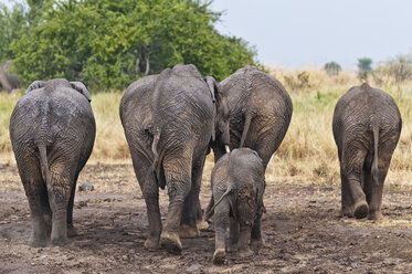 Africa, Kenya, Maasai Mara National Reserve, African elephants, Loxodonta africana, elephant family, rear view - CB000223