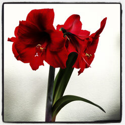 Red blooming amaryllis (Hippeastrum vittatum), Austria - DISF000527