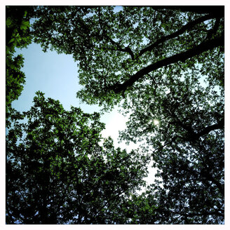 View into the crowns of oaks (Quercus), Lower Austria, Austria - DISF000541