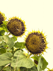 Zwischenblütenstand der Sonnenblume (Helianthus annuus), Niederösterreich, Österreich - DISF000546