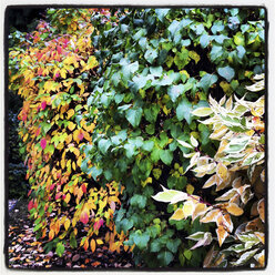 Gemeiner Hartriegel (Cornus sanguinea), Flieder (Syringa), Weißer Hartriegel (Cornus alba) im Herbst, Niederösterreich, Österreich - DISF000551
