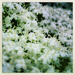 Blüten des Schwarzen Holunders (Sambucus nigra), Nahaufnahme, Österreich - DISF000571