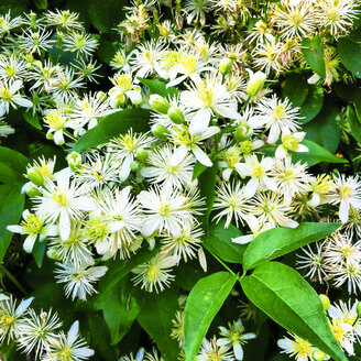 Gewöhnliche, Echte oder Gemeine Klematis (Clematis vitalba) in Blüte, Österreich - DISF000567