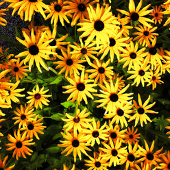 Gelber Sonnenhut (Rudbeckia), Niederösterreich, Österreich - DISF000559