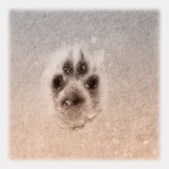 imprint of dog paw in snow, Bavaria, Germany - MAEF007694
