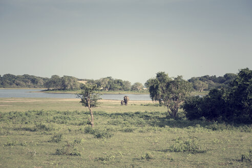 Sri Lanka, Südprovinz, Yala-Nationalpark, Elefantenkuh und Kalb - DRF000493