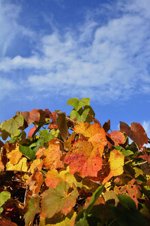 Deutschland, Bayern, Dornach, Herbstlaub und blauer Himmel - AXF000621