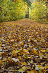 Deutschland, Bayern, Aschheim, mit Herbstlaub bedeckte Allee - AXF000622