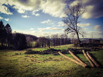 Forestry in the Bergische Land, Rhein-Sieg district, North Rhine Westphalia, Germany - ONF000388