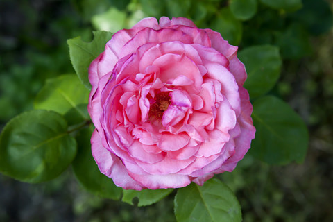 Pink rose in garden, elevated view stock photo