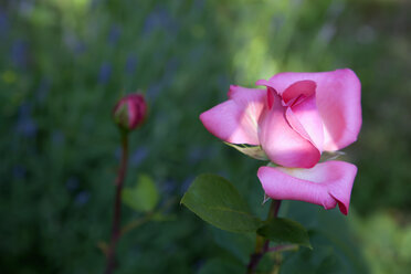 Rosa Rose im Garten - NDF000414