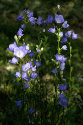 Glockenblume (Campanula) im Garten - NDF000413