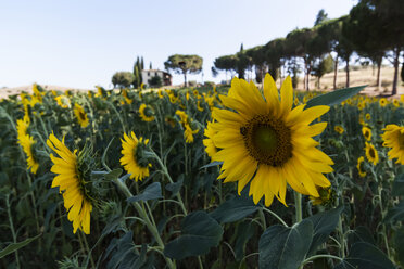 Italien, Toskana, Sonnenblumenfeld - PAF000344