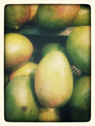 Mangos (Mangifera indica), Supermarkt, Deutschland - CSF020834