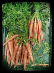 Carrot (Daucus carota subsp. Sativus), Supermarket, Germany - CSF020832