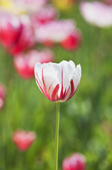 Zweifarbige Tulpe (Liliaceae Tulipa) - GWF002514