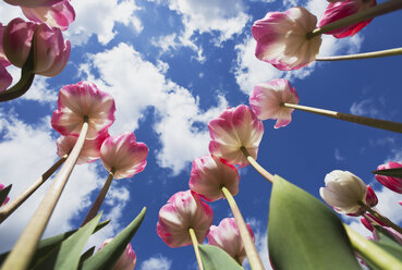 Zweifarbige Tulpen (Liliaceae Tulipa) Blick von unten in den Himmel - GWF002513