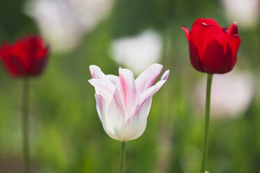 Zweifarbige und rote Tulpen (Liliaceae Tulipa) - GWF002511