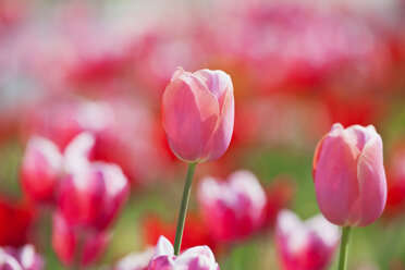Zweifarbige Tulpen (Liliaceae Tulipa) - GWF002510