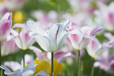 Zweifarbige Tulpen (Liliaceae Tulipa) - GWF002509