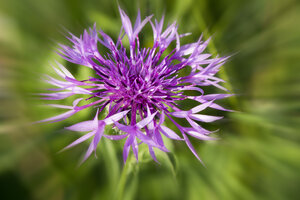 Deutschland, Rheinland-Pfalz, Brown Knapweed (Centaurea jacea) - CSF020872