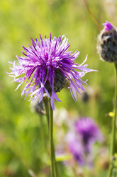 Deutschland, Rheinland-Pfalz, Brown Knapweed (Centaurea jacea) - CSF020871