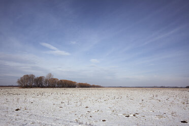 Germany, Brandenburg, snowy field and trees - ZMF000209