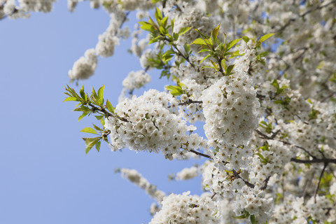 Deutschland, Kirschblüten, lizenzfreies Stockfoto