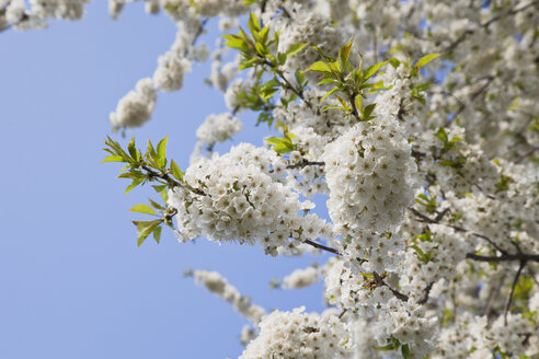 Deutschland, Kirschblüten - GWF002528