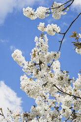 Deutschland, Kirschblüten - GWF002527