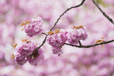 Deutschland, Köln, Kirschblüten - GWF002526