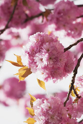 Deutschland, Köln, Kirschblüten (Prunus Serrulata) - GWF002523