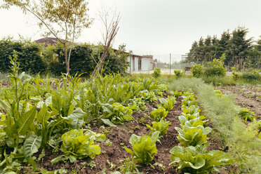 Vegetable garden - MFF000880