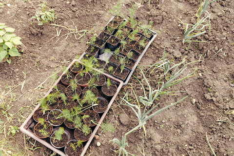 Setzlinge in Blumentöpfen im Garten, lizenzfreies Stockfoto