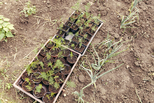 Setzlinge in Blumentöpfen im Garten - MFF000874