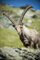 Austria, Grossglockner, Alpine Ibex, Capra ibex - PAF000392