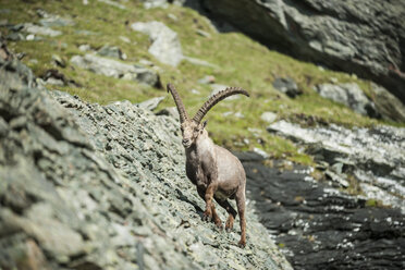 Austria, Grossglockner, Alpine Ibex, Capra ibex - PAF000391